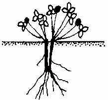 Typ Trifolium pratense Hlavní kořen primárního kořenového systému bez adventivních kořenů a pupenů. Po odumření dochází k fragmentaci.