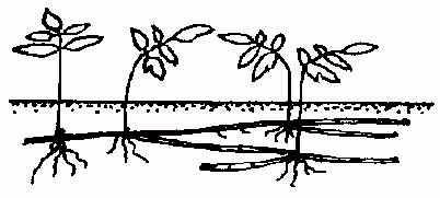 Typ Aegopodium podagraria Oddenky > 10 cm. Oddenek roste nejprve dlouze vodorovně, po určité vzdálenosti přejde k vertikálnímu růstu a vytvoří další výhon.