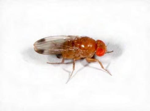 Drosophila