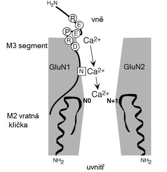 Vlastnosti kanálu mohou být ovlivněny počtem iontů, které procházejí pórem. Studie NMDA receptorů dokazují, že pór obsahuje jen jeden procházející ion (Zarei et al., 1994).