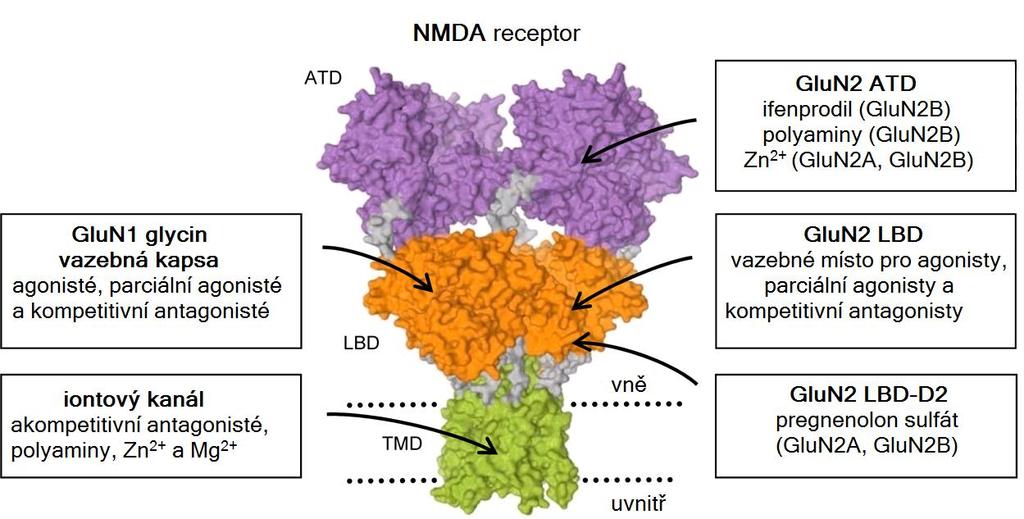 4 Farmakologie NMDA receptorů Obrázek 3: Souhrnný přehled vazebných míst pro agonisty, antagonisty a další modulátory NMDA receptoru. Převzato z (Traynelis et al., 2010) 4.