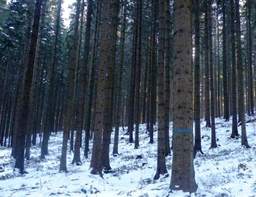 Vystupňovanie objemovej a hodnotovej produkcie na najkvalitnejších úrovňových stromoch a primiešaných drevinách presunom časti plánovaného zásahu o intenzite cca.