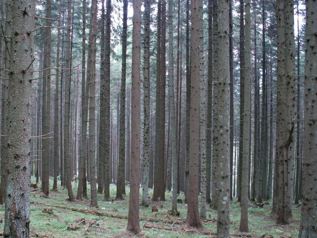 Súčasný smrekový les 1. Je rovnorodý - tvorený prevažne smrekom na pôvodných stanovištiach jedle, buka a smreka 2. Je rovnoveký - skladá sa prevažne z jednej stromovej vrstvy 3.