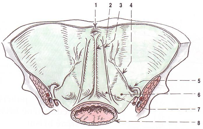 Fovea supravesicalis jamka mezi chorda urachi a a. umbilicalis. Fovea inguinalis medialis mezi a. umbilicalis a a. epigastrica inferior. Fovea inguinalis lateralis laterálně od a.