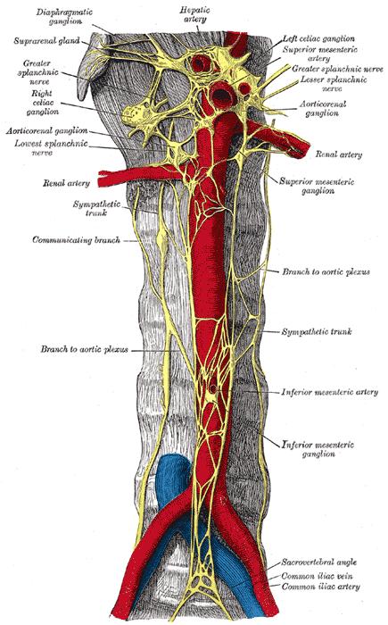 v mozkovém kmeni) do plexus aorticus abdominalis, jednak ze sakrálního parasympatiku (míšní parasympatická jádra v úrovni S2 S4) do plexus hypogastricus