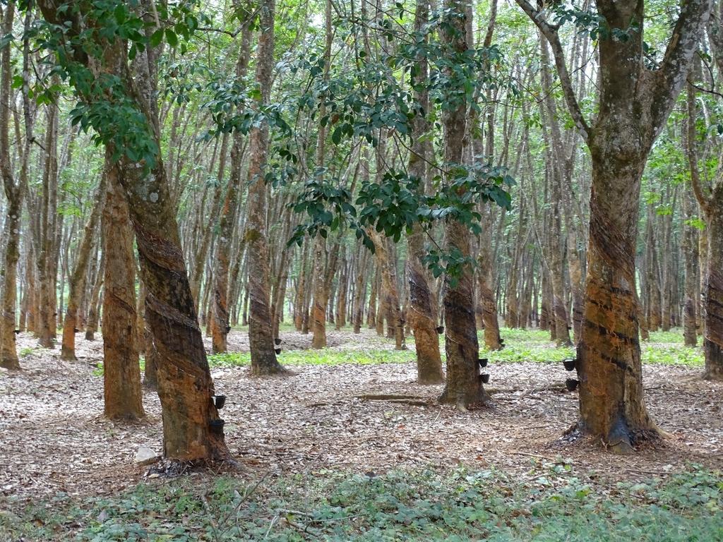 9. deň 4.7. utorok Cesta do Lilongwe pozdĺž jazera Malawi. Návšteva plantáží kaučukovníka (nákup kaučukových špecialít).