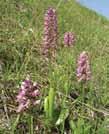 Mokraďný biotop Prilbovka dlholistá (Cephalanthera longifolia) Vstavač vojenský (Orchis militaris) Zóna B zachovanie alebo cielené obnovovanie pôvodného druhového zloženia lesných porastov, postupné