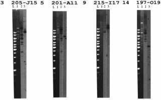 enzymem HindIII a následně provedli Southernovu hybridizaci. Tato membrána byla nejprve hybridizována s genomickou DNA S. latifolia a poté s MITE elementem.