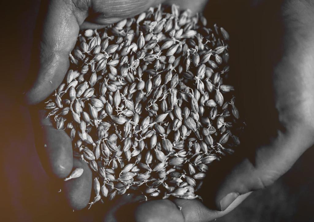 Výroba obilné (grain) whisky: Výrobní postup je podobný jako u sladové whisky. Na začátku máme obilí (převážně pšenici, ječmen, kukuřici a další).