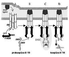 Aktivace death receptoru a iniciačních kaspáz A. Trimerický death ligand indukuje oligomerizaci membránových molekul příslušného receptoru. B.