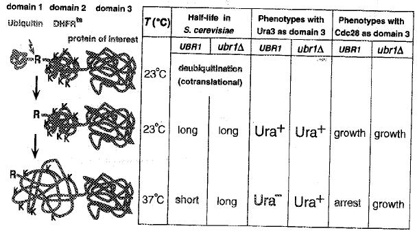 ts mutanty - ts mutanty jsou výhodné pro studium funkce genu mutanty jsou normální na permisivní (25 C) teplotě, ale nemohou dokončit buněčný proces vyžadující aktivní protein za restriktivní teploty