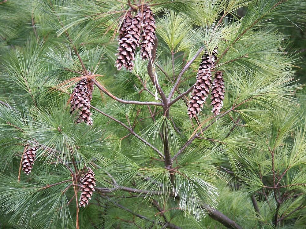 borovice vejmutovka Pinus strobus