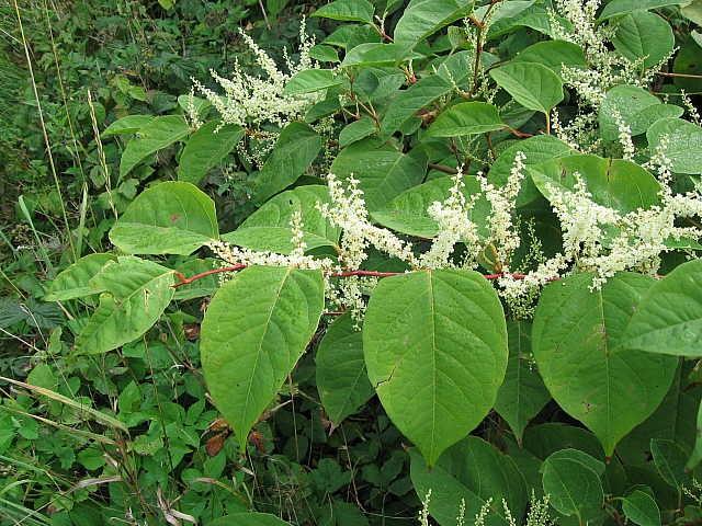 křídlatka japonská Reynoutria japonica