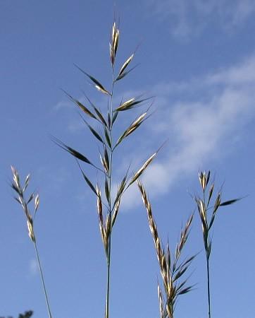 Evropa, Austrálie ovsík vyvýšený Arrhenatherum