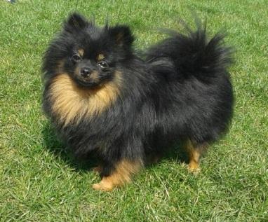 Pomeranian/Německý špic trpasličí feny Olif Style Pandy Sharm Orange sable Cm 21,5 T CHOVNÁ zuby: P2-PN, P1,2 PD, P3 - PN CMKU/NS/13325/-14/14 * 30.03.