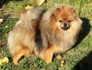 : 606 375 394 e-mail: @ Pomeranian/Německý špic trpasličí - feny CHERRYL FELDAM Stříbrný stín Orange sable Cm 23 T CHOVNÁ skus: klešťový CMKU/NS/12295/13 * 23.04.