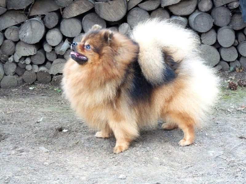 Přebonitace Rollergirl of Maja s Pomeranianworld Orange sable cm T LD P1 CMKU/NS/11586