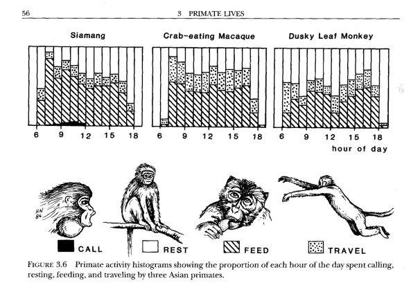 Chování primátů a jeho projevy Chování: Lokomoční, potravní, sociální, herní, rodičovské, sexuální,