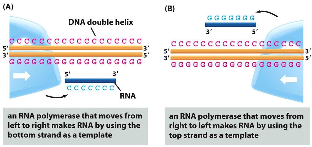 Figure 6-13 Molecular Biology of