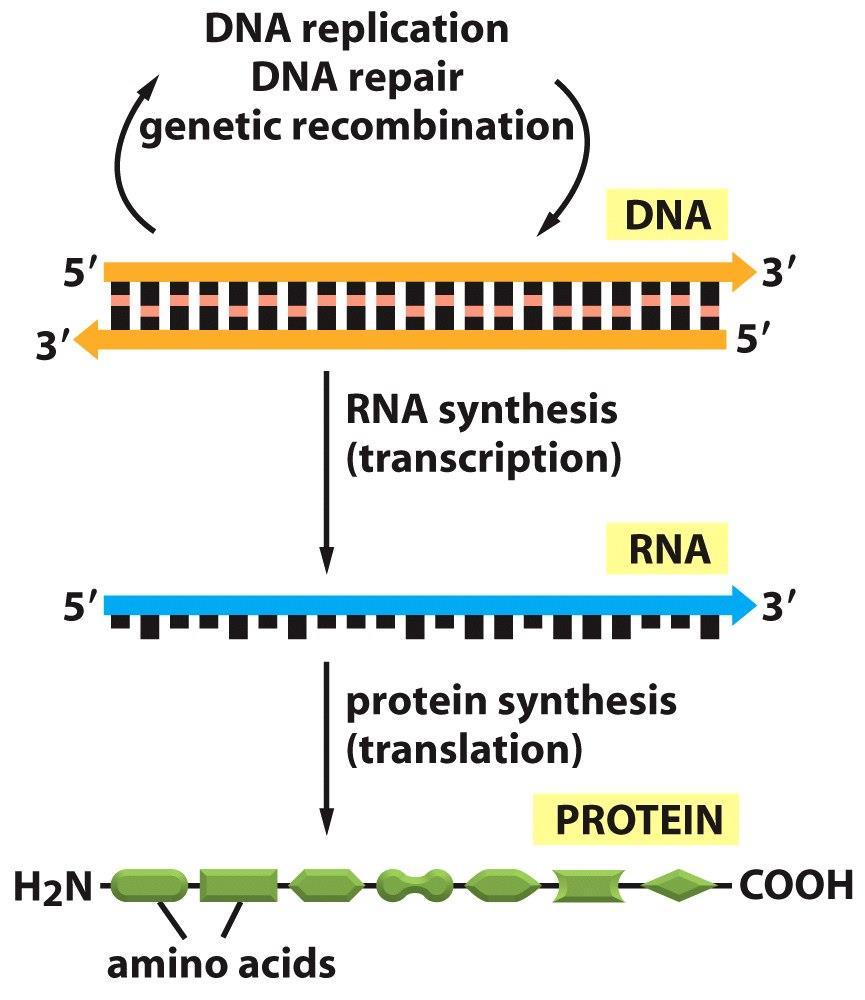 Figure 6-2 Molecular Biology of