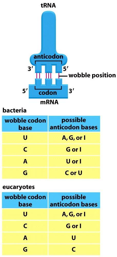 Figure 6-53 Molecular Biology of