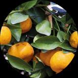 Výbuch sviežich citrusových tónov omámi zmysly a v