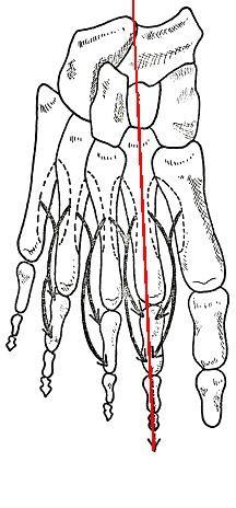 Mm.interossei dorsales (čtyři svaly) Z: sousední strany metatarsálních kostí Ú: base proximálních článků, dorsální aponeuróza strany prstu odvrácená od osy nohy ( osa