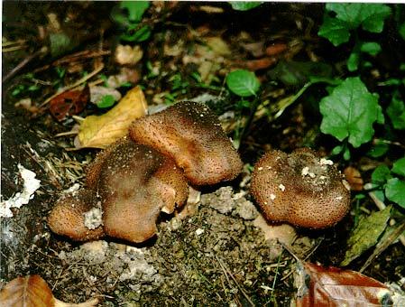 Armillaria