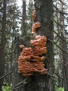 Laetiporus montanus,