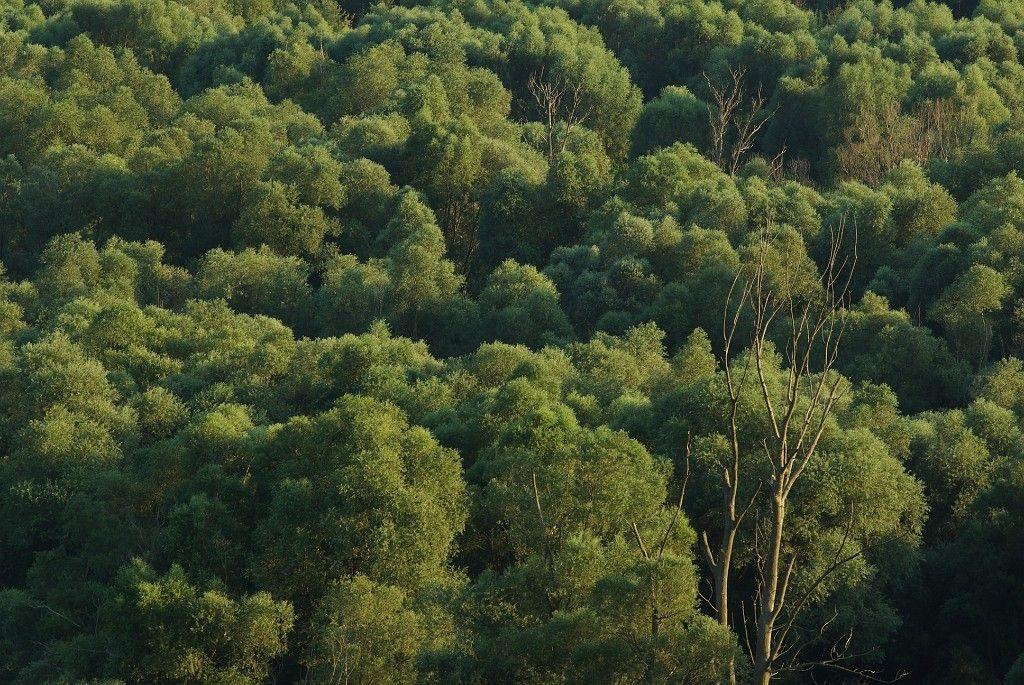 7 WP Trvalé obhospodarovanie lesov Zmapovanie
