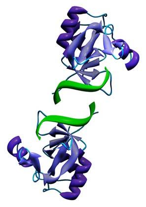 RNA CLUB BIOLOGICKÁ KONFERENCE NEJEN O RNA 3. ročník 3. října 2005 České Budějovice Vážení kolegové, studenti, přátelé!