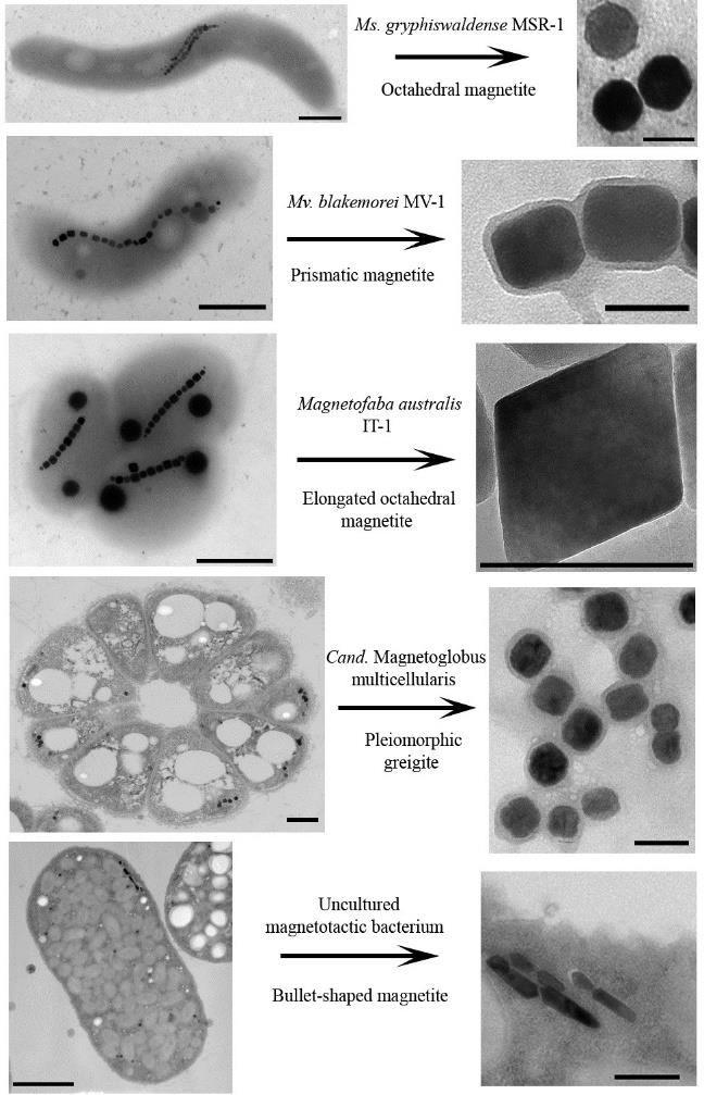 Obrázek 1: Tvary magnetozomů v různých bakteriích [1] Při tvorbě magnetozomů hraje důležitou roli magnetozomová membrána.