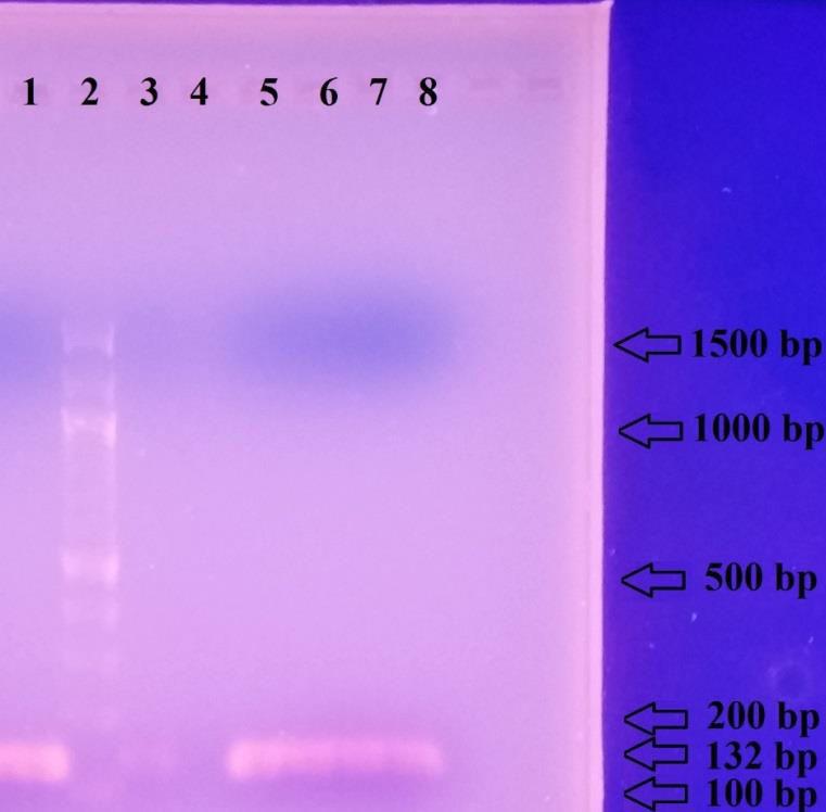5.3.3 PCR specifická pro druh Lactobacillus casei ssp. casei Důkaz přítomnosti DNA specifické pro druh Lactobacillus casei byla provedena metodou PCR se specifickými primery [13].