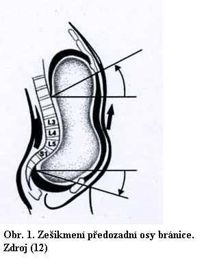 snopců až na kostrč, pars iliaca: začíná na arcus tendineus musculi levatoris ani, upíná se na ligamentum anococcygeum a na okraj kostrče. M.