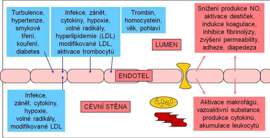 Obrázek 4: Endoteliální dysfunkce: Modře jsou označeny faktory způsobující aktivaci endotelu a růžově jsou označeny projevy endotelové dysfunkce. Převzato a upraveno z: < http://pfyziollfup.upol.