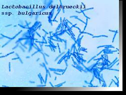 Lactobacillus delbrueckii subsp. bulgaricus stimuluje růst Streptococcus salivarius subsp.