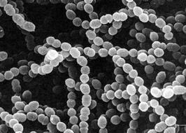 Při výrobě mléčných produktů je používán druh Streptococcus salivarius subsp. thermophilus. (Šilhánková, 2002) Streptococcus salivarius subsp. thermphilus nepatří z hlediska systematiky k tzv.