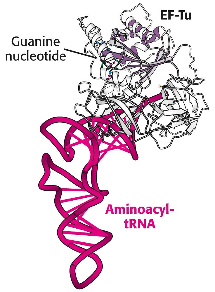 Vstup aminoacyl-tra do ribosomu Elongační cyklus. Vstup aminoacyl-tra do prázdného místa A je spojen se 43 kda proteinem zvaným elongační faktor Tu (EF-Tu), což je G protein.