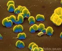 bakteriálnych