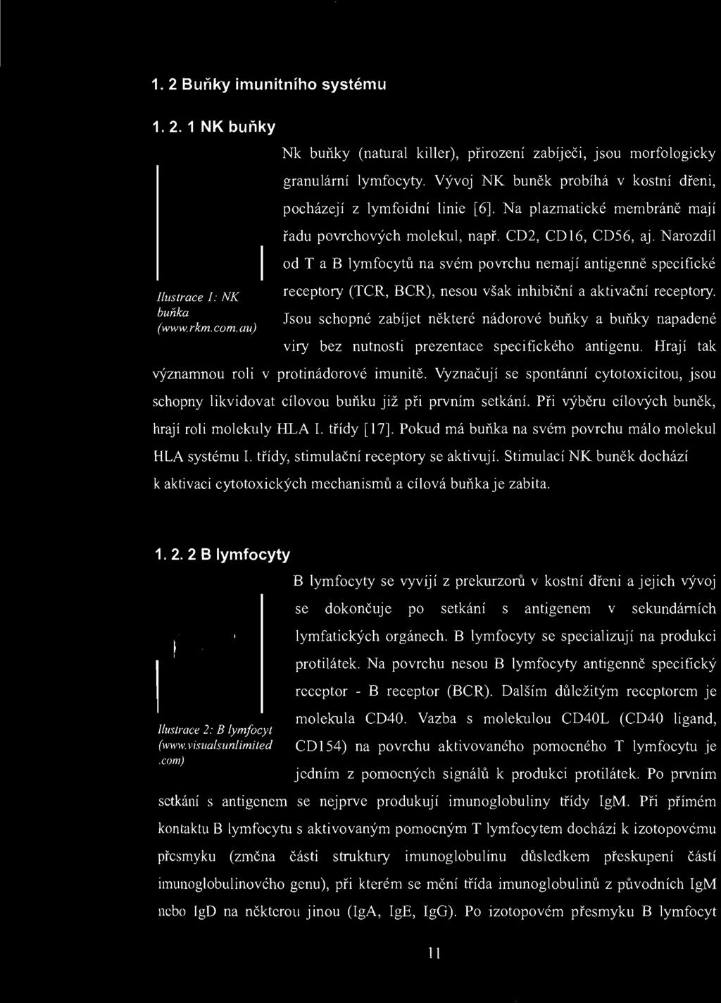 . Vyznačují se spontánní cytotoxicitou, jsou schopny likvidovat cílovou buňku již při prvním setkání. Při výběru cílových buněk, hrají roli molekuly lll..,a HLA I. 1. třídy [17].