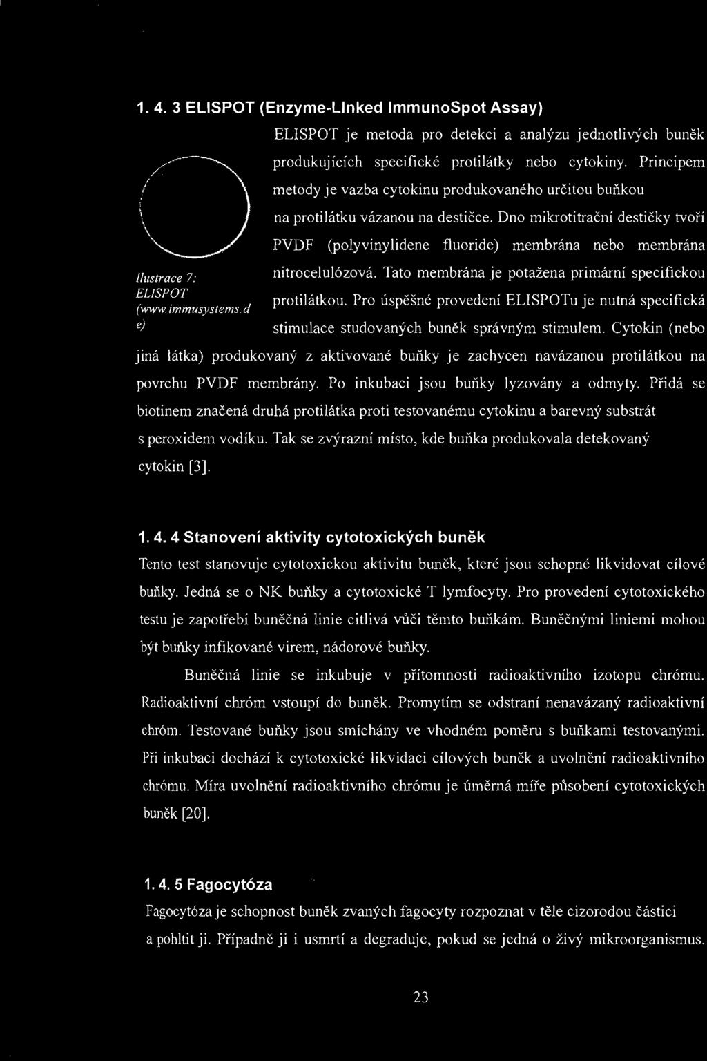 1.4. 3 ELlSPOT (Enzyme-Llnked ImmunoSpot Assay) Ilustrace 7: ELlSPOT (www.immusystems.d (WWw.