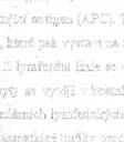 Z myeloidní linie vznikají monocyty (cirkulují v krvi,, ve tkáních se diferencují na makrofágy), dendritické buňky a granulocyty: neutrofily, eozinofily, bazofily (tkáňovou formou