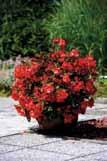 POKONČNA PELARGONIJA / PELARGONIUM ZONALE Različne barve, odlična za sončne lege, trpežna, potrebuje redno odstranjevanje odcvetelih cvetov, v