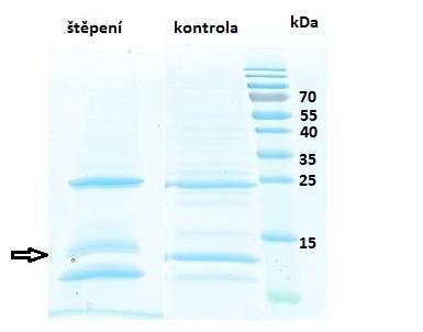 Obr. 22 Kontrola štěpení kotvy fúzního proteinu Ub3-His 6 -AHP4 pomocí 15% SDS PAGE. Vzorek štěpení obsahuje 20 µg proteinu. K jeho štěpení byl použit poměr proteinu ku S-TEV proteáze 10:1.