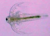 Artemia salina, the only representative of the family Artemiidae, belongs among the Anostraca, which is a characteristic group of crustaceans of the class Phyllopoda.