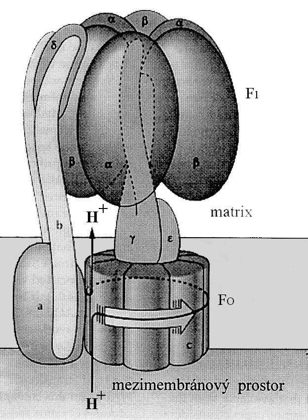 Obr. 4-10. syntáza ve vnitřní membráně mitochondrie. F 0 hydrofobní subkomplex (a 1 b 2 c 10-12 ), F 1 hydrofilní subkomplex (α 3 β 3 γδε), další podrobnosti v textu. (Siedow J.N., Day D.A.