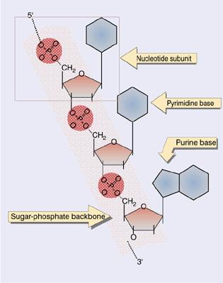 2 DNA