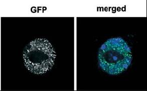 vyhledávání MAR-vazebných proteinů 26 pro35s pronos BL GFP random cdna ternos NPTII