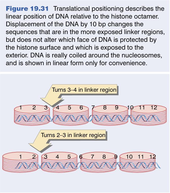 2. nucleosome positioning 38 Umístění nukleozomu podél sekvence DNA není nahodilé Možnost modulace