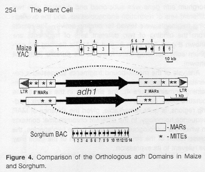 Boundary chromatin